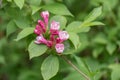 Old-fashioned Weigela florida, rosey-pink, budding flowers